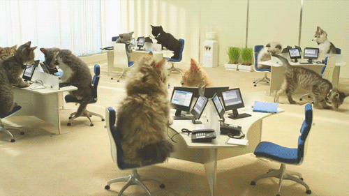 Kittens in a bullpen style office wearing headsets