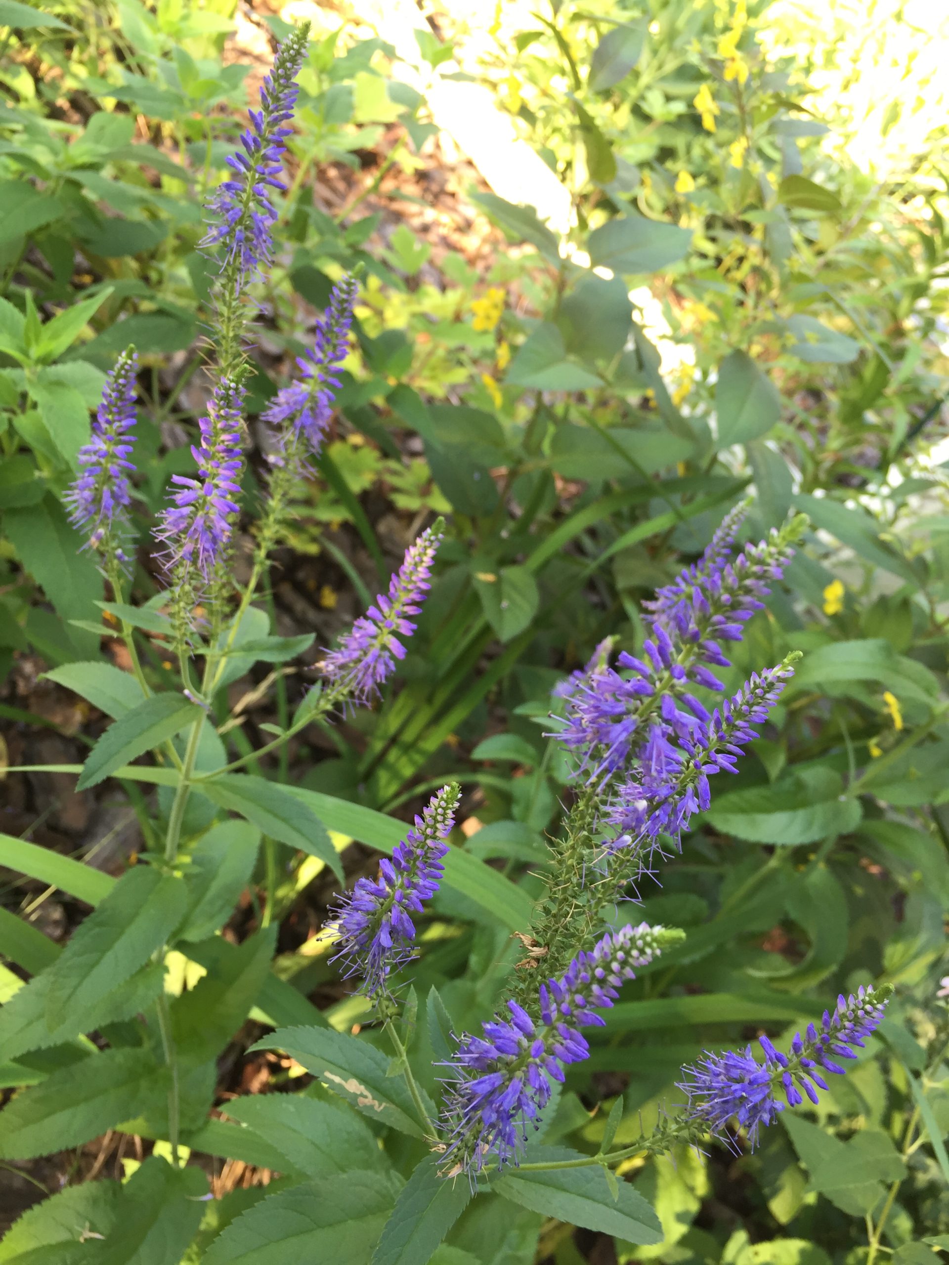 Three images of pollinator-friendly native plants