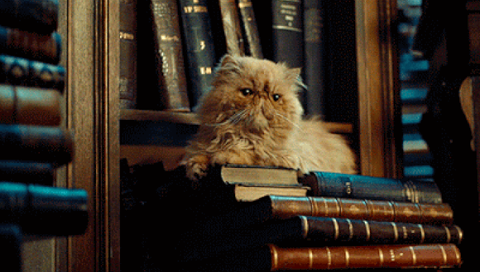 Cat sits protectively on a stack of old books.