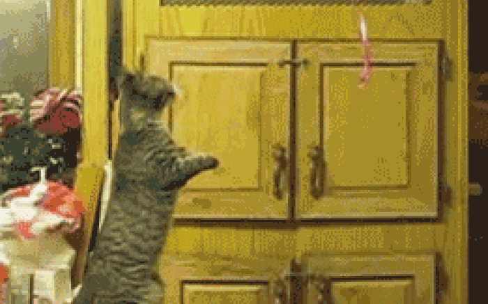 GIF of cat jumping to catch a ribbon and falling.