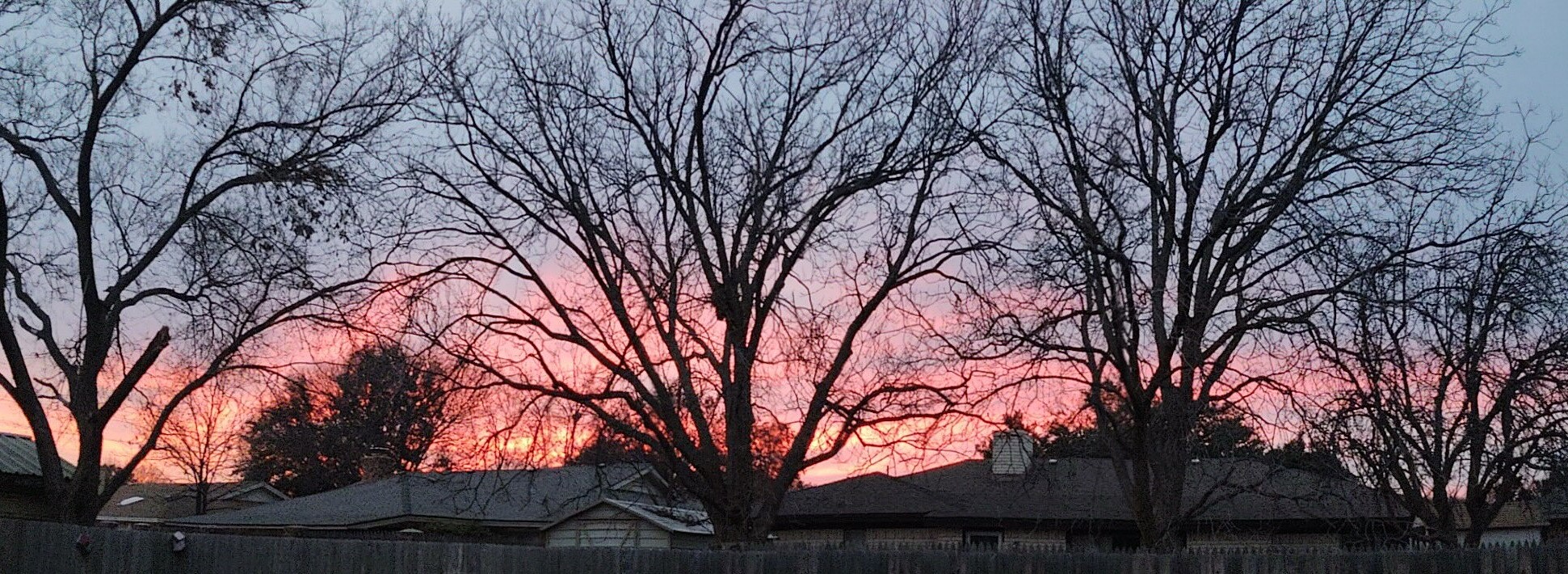 Picture of bare trees with red sky at sunset in the background. House rooftops and fence visible beneath.